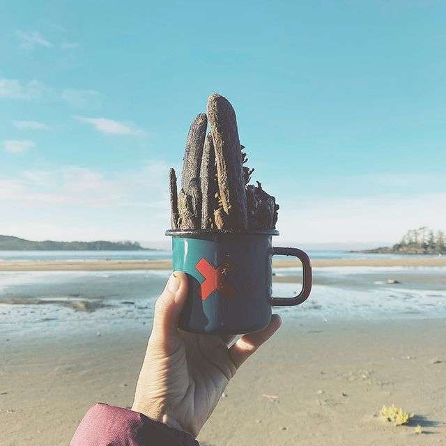 Driftwood collecting