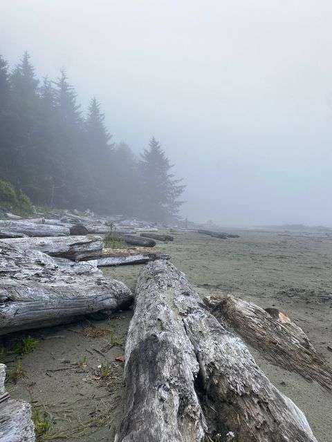 Driftwood in Tofino BC