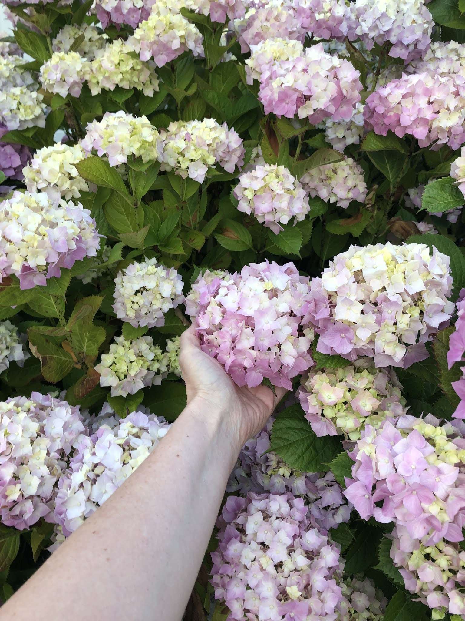 Hydrangea photo Jan Halvarson