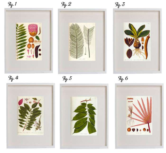 botanical printables framed