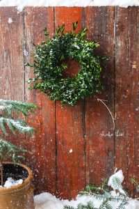 DIY Boxwood mini wreath